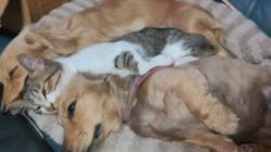 内田幸子ブリーダーからお迎えしたミニチュアダックスフンド(ロング)：メイちゃん