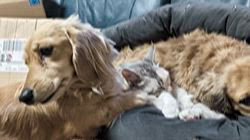 内田幸子ブリーダーからお迎えしたミニチュアダックスフンド(ロング)：メイちゃん