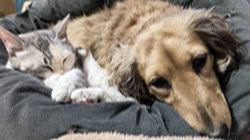 内田幸子ブリーダーからお迎えしたミニチュアダックスフンド(ロング)：メイちゃん